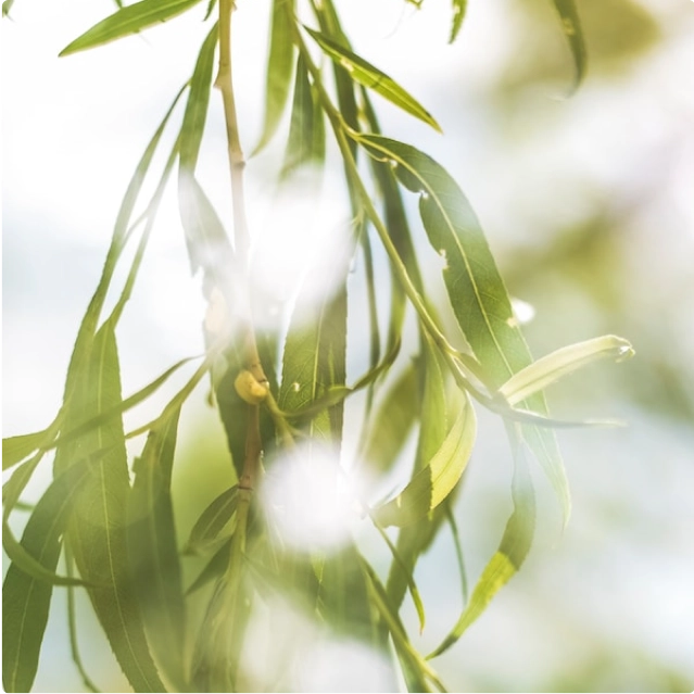 A closeup of the leaves of a plant outside in the sun.